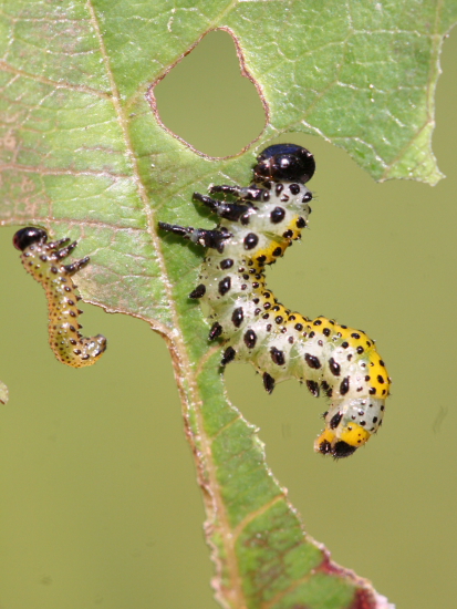 Larve di Argidae: Arge cfr rosae